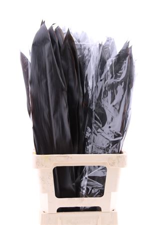 Cordyline Black Tie (by Air)