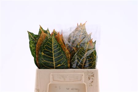 Croton Leaf Mix 40cm