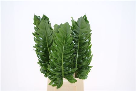 Philodendron Narrow 60cm