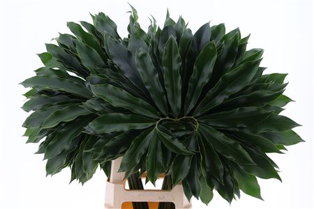 Philodendron Fun Bun 80cm
