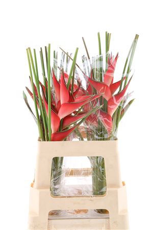 Hel Caribea Stricta 70cm