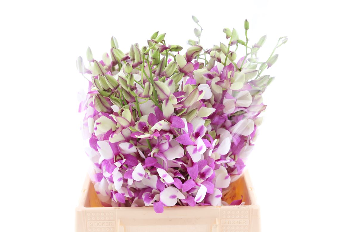 Dendrobium 45cm