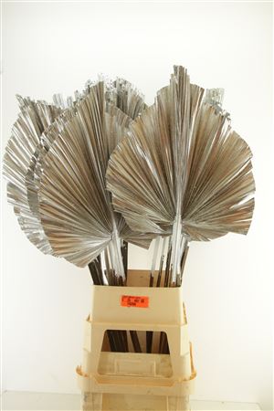Droog Robusta Silver