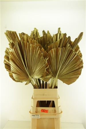 Droog Robusta Goud