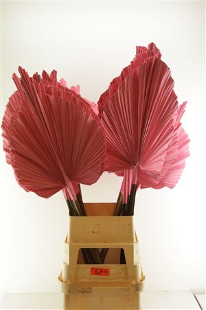 Droog Robusta Roze