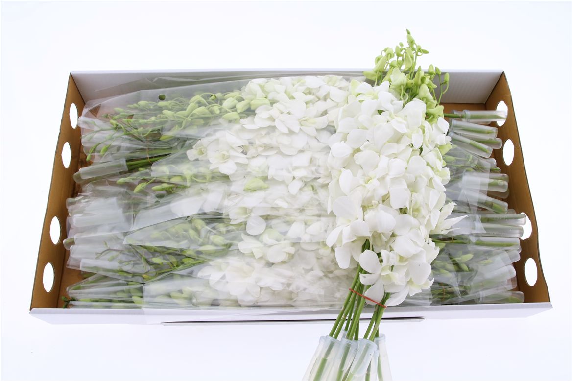 Dendrobium Big White 50cm