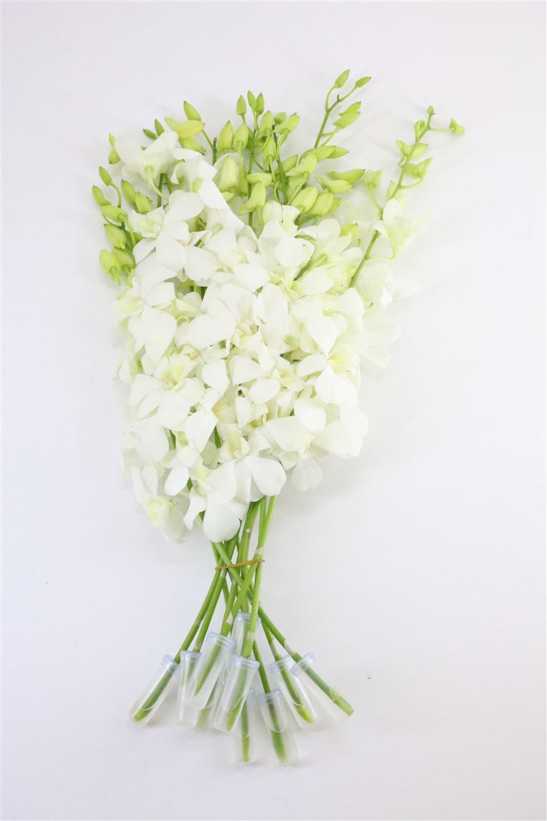 Dendrobium M Pomp White 45cm