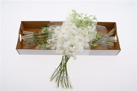 Dendro Big White Sx30