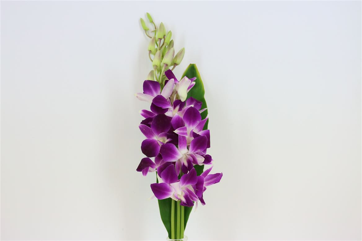Dendrobium Bouquet 3 Small 45cm