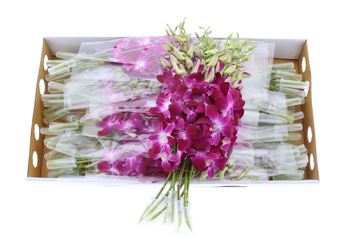 Dendrobium Galaxy Large 50cm