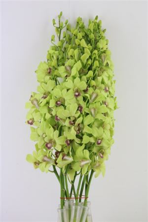 Dendro Green L