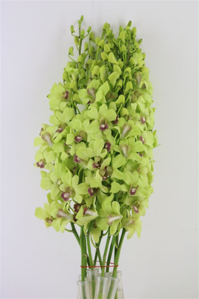 Dendrobium Boon Rana Jade 50cm