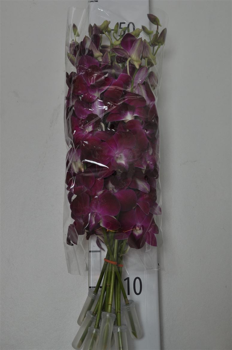 Dendrobium Red Bull 50cm