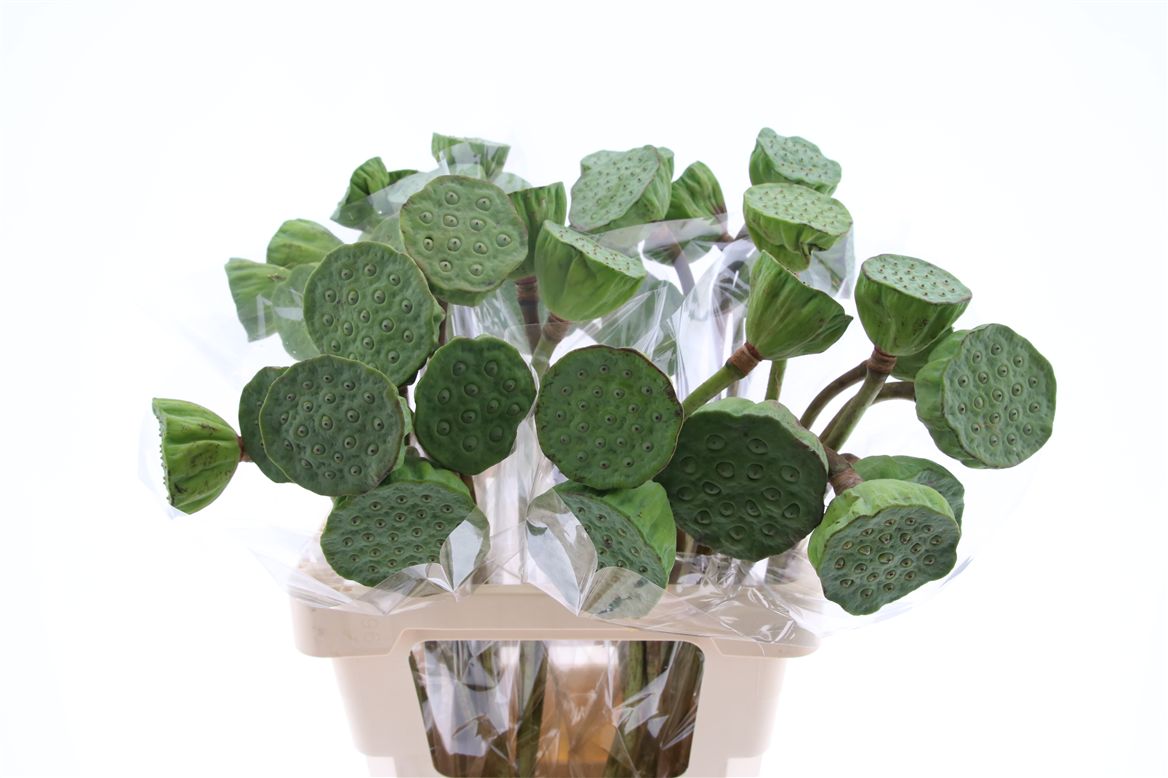 Lotus Pods 50cm