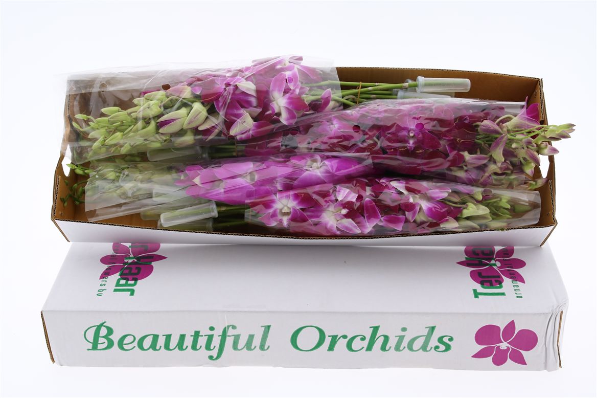 Dendrobium Dark Color Mix X40 45cm