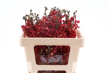 Mokara Red