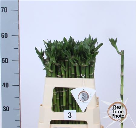Dracaena Lucky Bamboo 50cm Straight