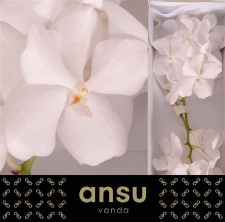 Vanda Kanchana Ansu No.1 8 20cm