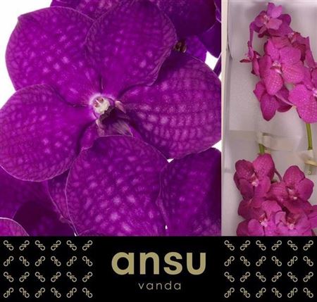 Vanda Raspberry Cerise 20cm