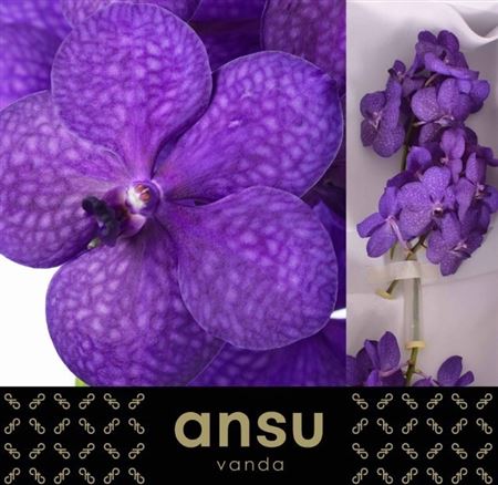 Vanda Tayanee Blue 20cm
