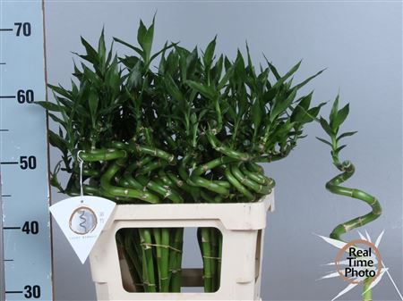 Dracaena Lucky Bamboo 50cm Spiral