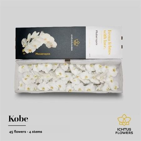 Phalaenopsis Kobe