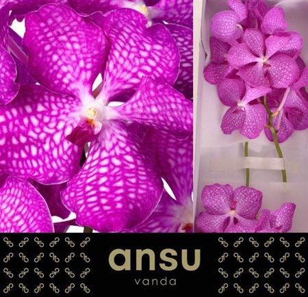 Vanda Magic Pink 20cm