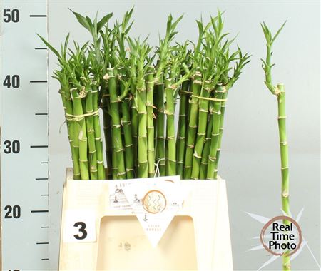 Dracaena Lucky Bamboo 40cm Straight