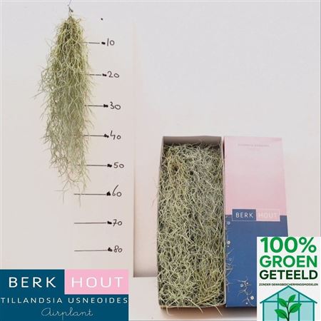 Till Usneoides Super Fine