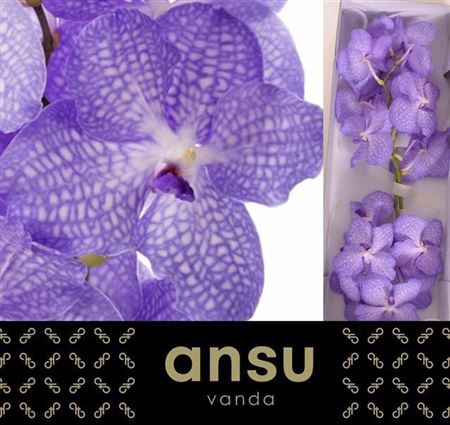 Vanda Angelite 30cm