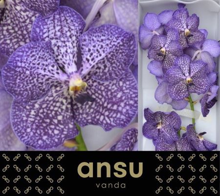 Vanda Sapphire 30cm