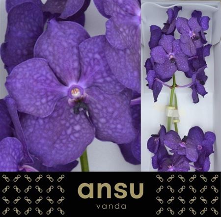 Vanda Tayanee Dark Blue 20cm