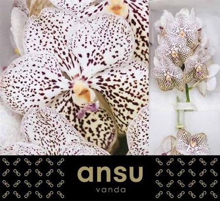 Vanda Su Pur Confet 20cm