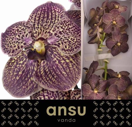 Vanda Chocolate Brown 30cm